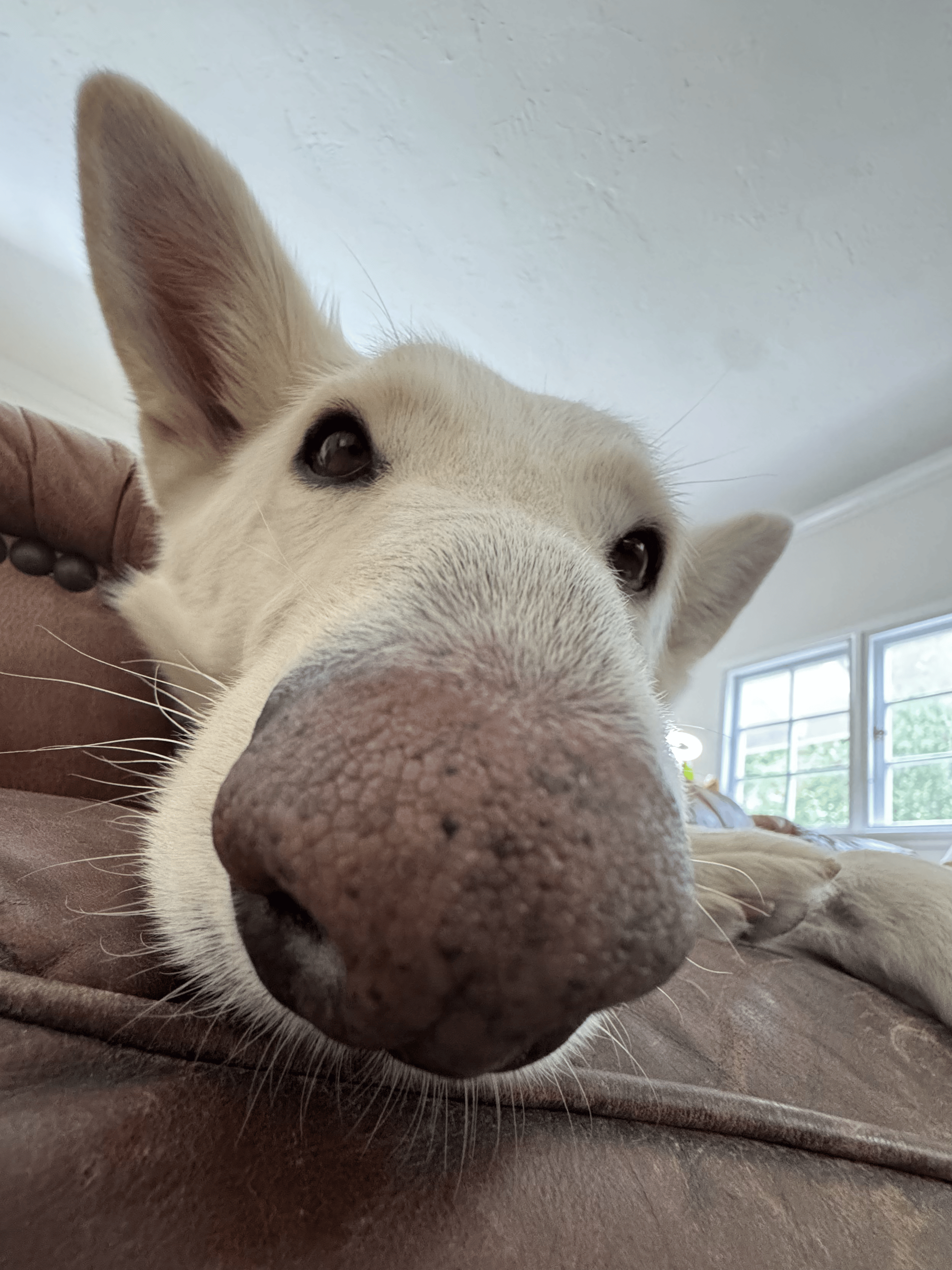 An image of my dog.